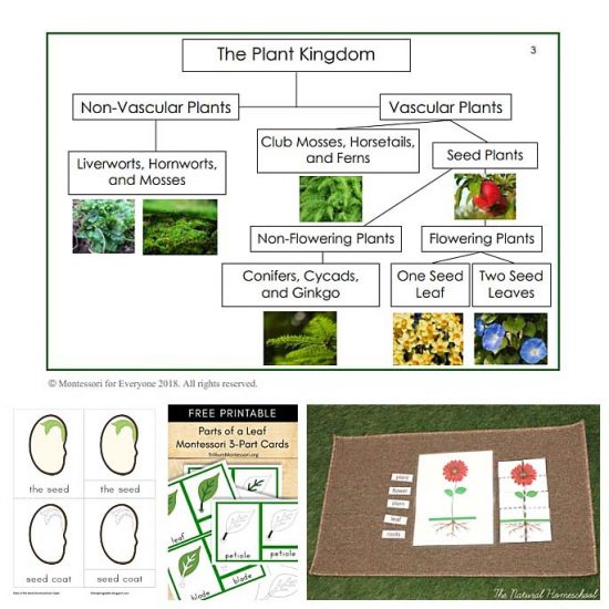Free Montessori Botany Materials for a Gardening Unit