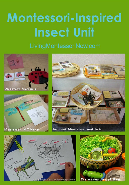 Montessori-Inspired Insect Unit