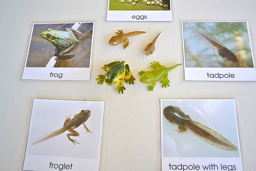 Life Cycle of a Frog (Photo from How We Montessori)