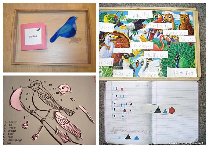 Montessori Parts of a Bird, Types of Birds, and Grammar Activity