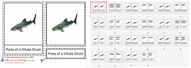Montessori Helper Parts of a Whale Shark