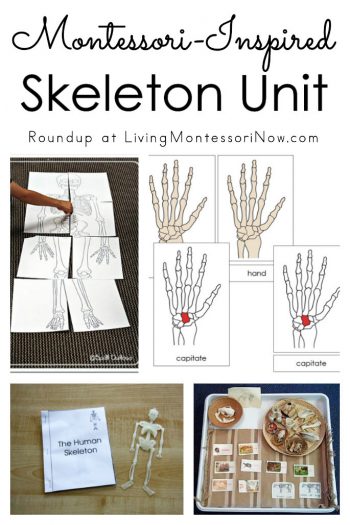 Montessori-Inspired Skeleton Unit