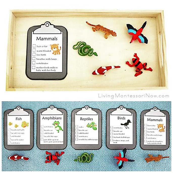Zoology Classification Activity Using Free Printables