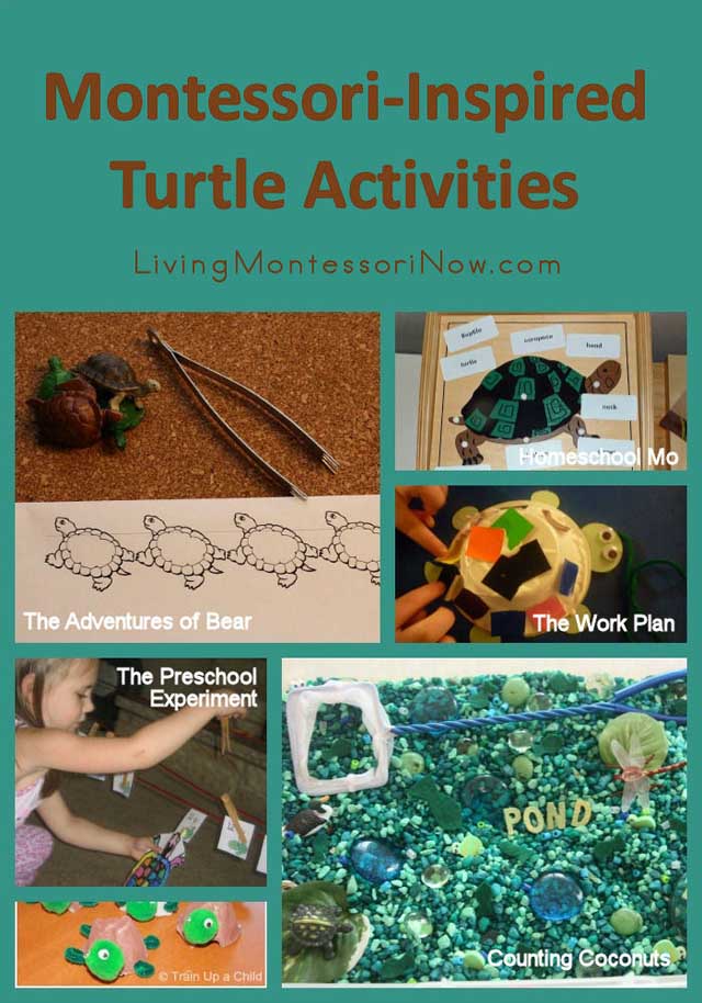 Montessori Monday - Montessori-Inspired Turtle Activities