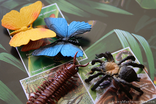 Butterflies and Venomous Creatures on Safari Ltd. Rainforest Poster