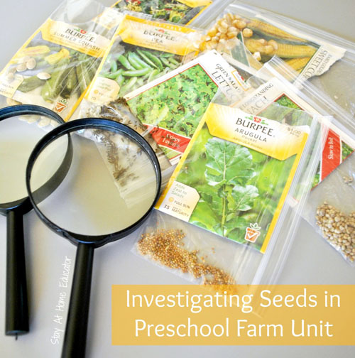 Investigating Seeds in a Preschool Farm Unit (Photo from Stay at Home Educator)