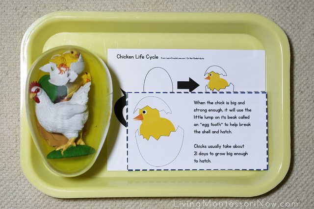 Life Cycle of a Chicken Layout