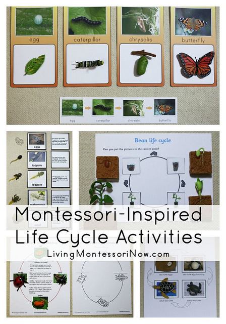 Montessori-Inspired Life Cycle Activities