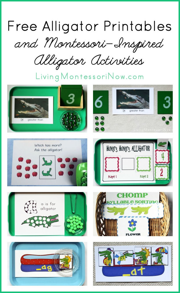 Free Alligator Printables and Montessori-Inspired Alligator Activities
