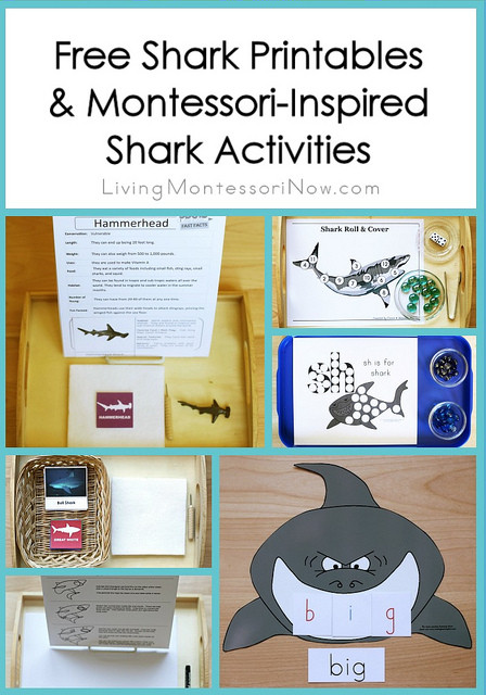 Free Shark Printables and Montessori-Inspired Shark Activities