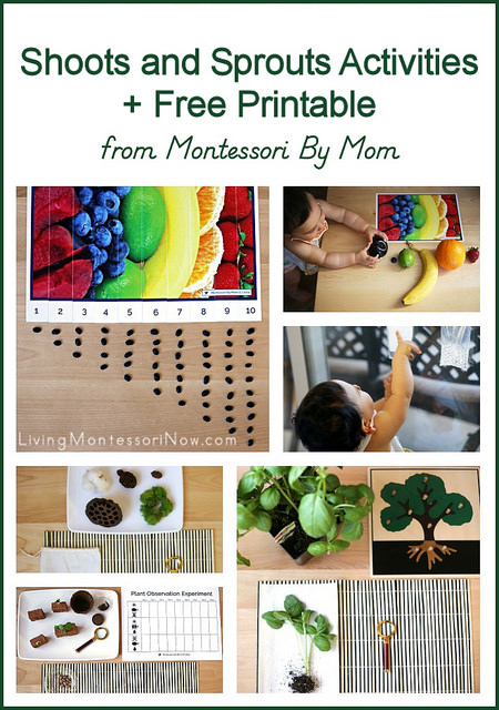 Make Like a Montessori Mama: Part 2 - Plant Activities - Modern Parents  Messy Kids