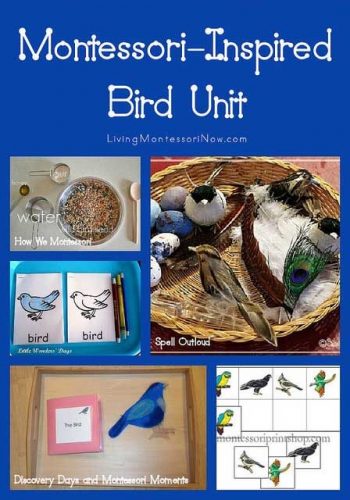 Montessori-Inspired Bird Unit