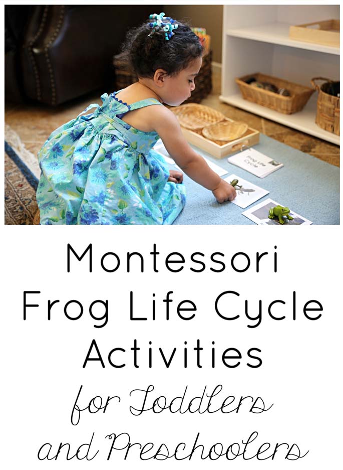 Activities For Life Cycle Of A Frog