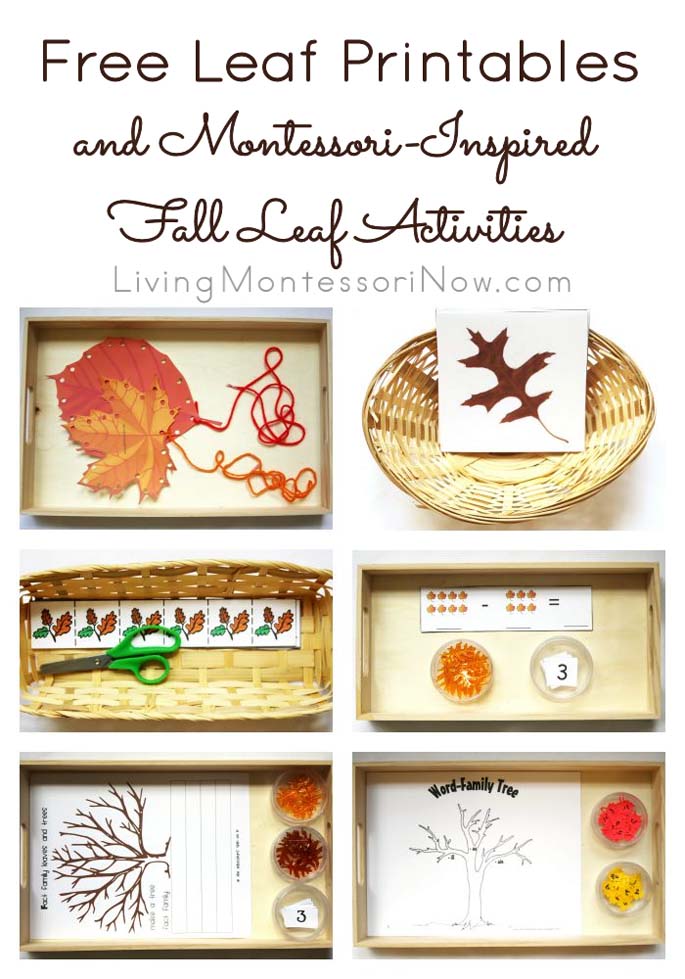 Free Leaf Printables and Montessori-Inspired Leaf Activities