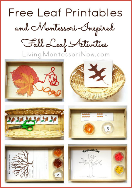 Free Leaf Printables and Montessori-Inspired Fall Leaf Activities