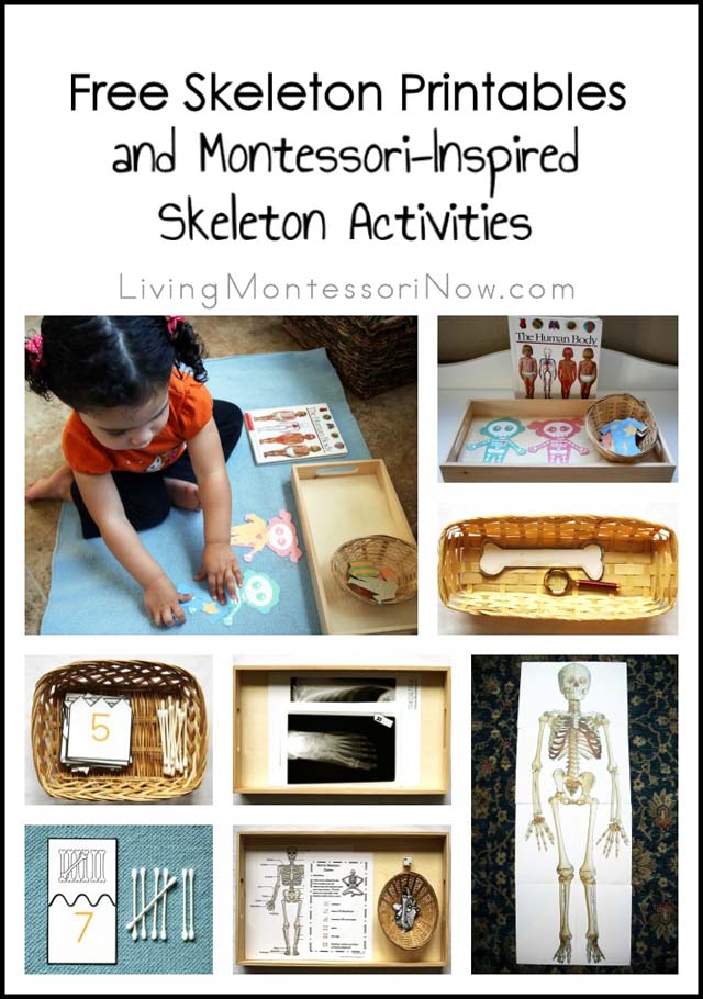 Free Skeleton Printables and Montessori-Inspired Skeleton Activities