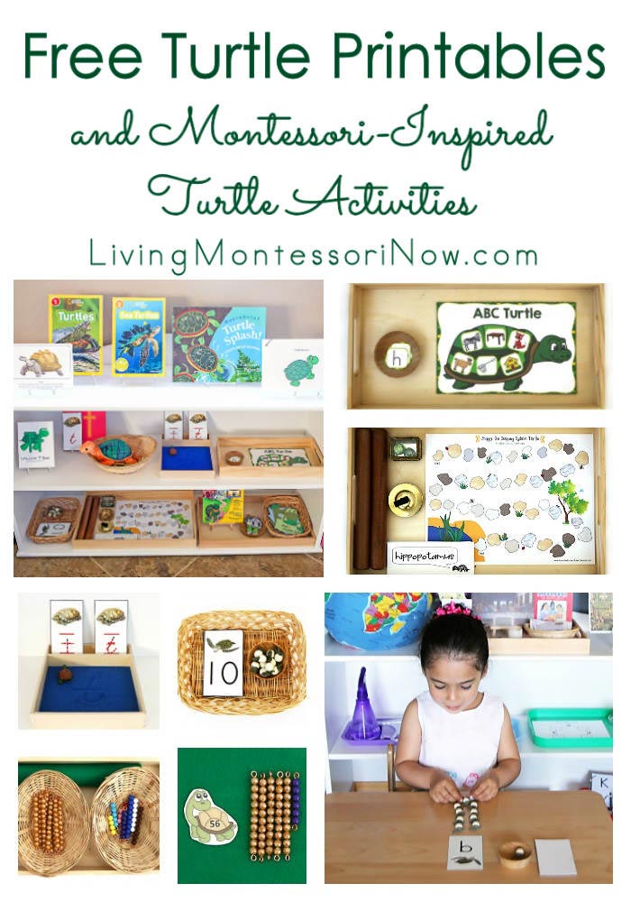 Free Turtle Printables and Montessori-Inspired Turtle Activities