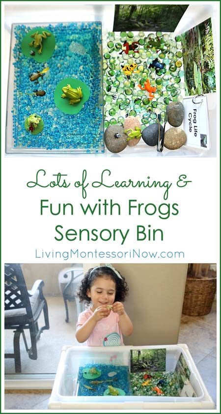 Lots of Learning and Fun with Frogs Sensory Bin_Pinterest