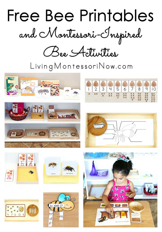 free bee printables and montessori inspired bee activities living montessori now