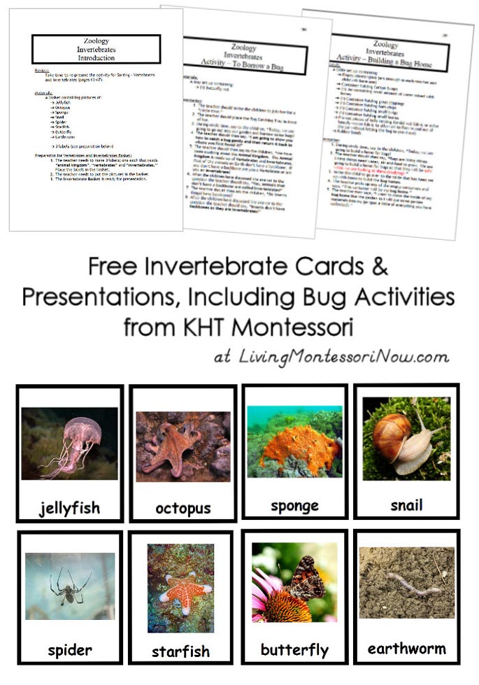 Free Invertebrate Cards and Presentations, Including Bug Activities from KHT Montessori