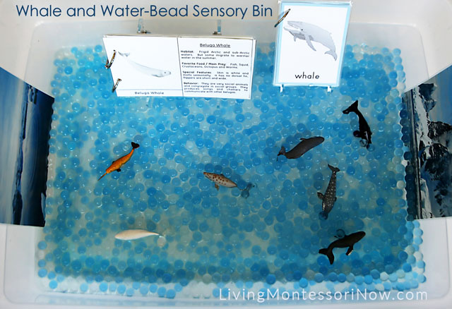 Whale and Water-Bead Sensory Bin
