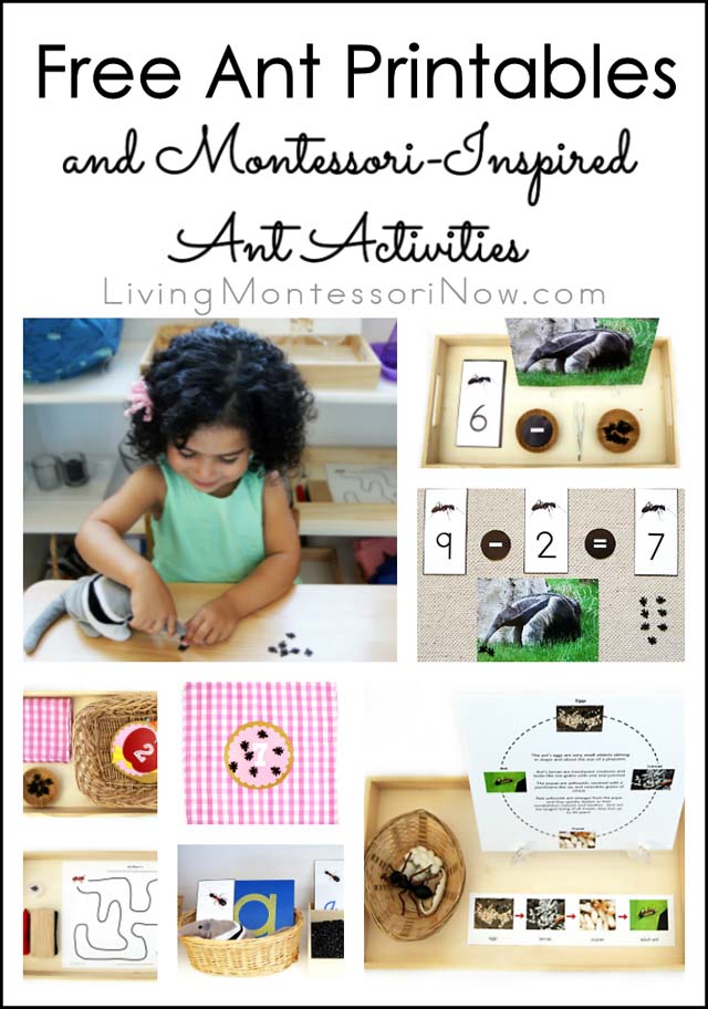 Free Ant Printables and Montessori-Inspired Ant Activities