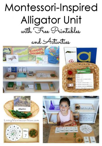 Montessori-Inspired Alligator Unit with Free Printables and Activities