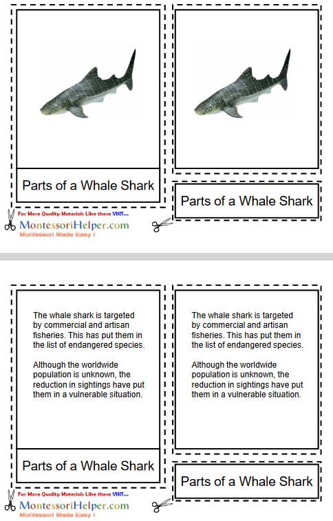 Free Parts of a Whale Shark Cards from Montessori Helper