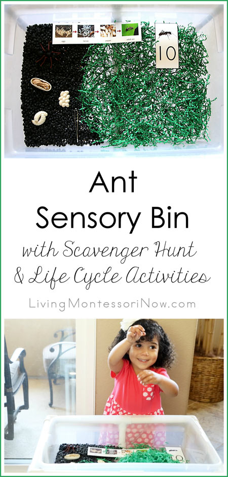 Ant Sensory Bin with Scavenger Hunt and Life Cycle Activities