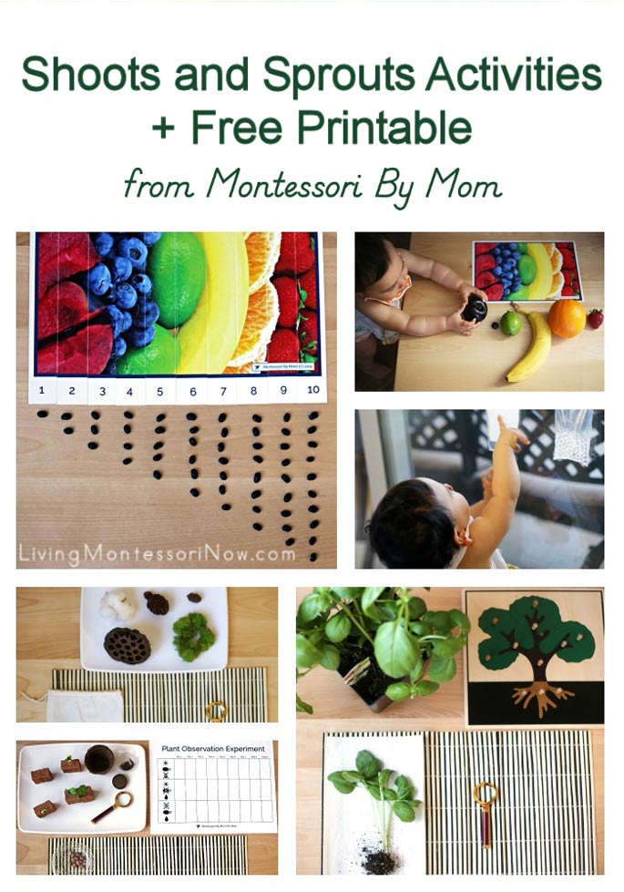 Shoots and Sprouts Activities + Free Printable from Montessori By Mom