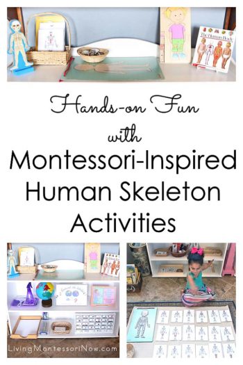 Hands-on Fun with Montessori-Inspired Human Skeleton Activities