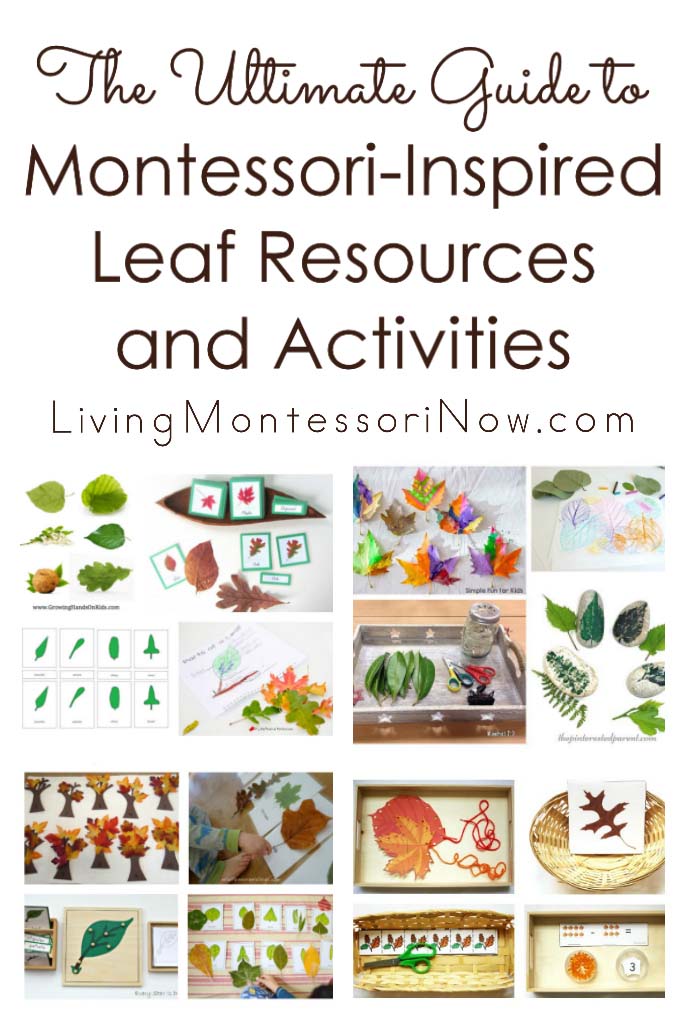The Ultimate Guide to Montessori-Inspired Leaf Resources and Activities