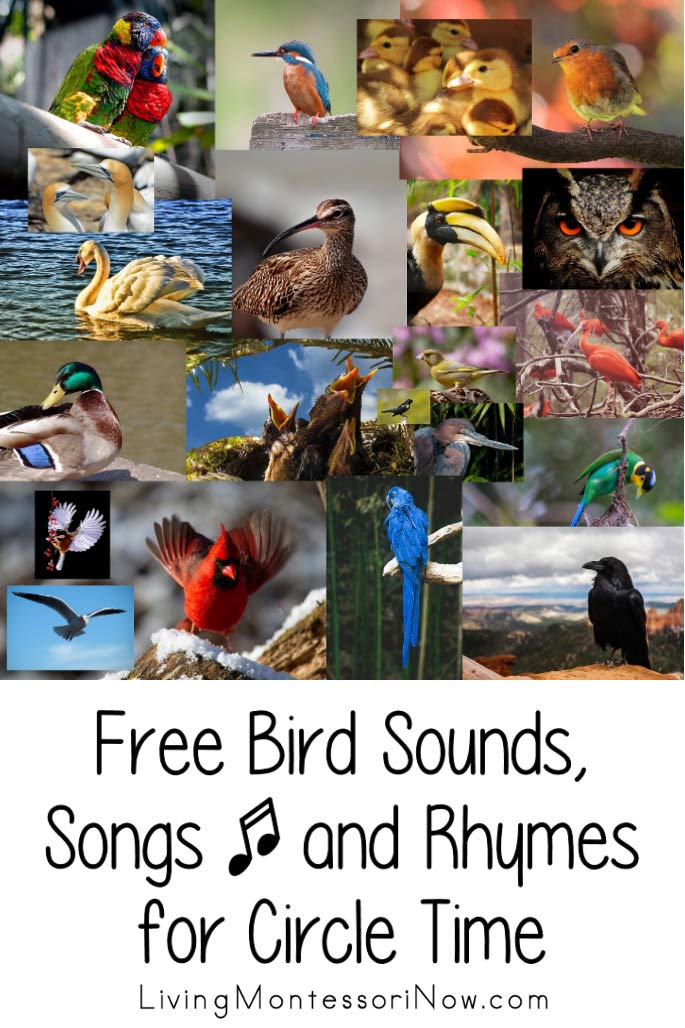 Free Bird Sounds, Songs and Rhymes for Circle Time