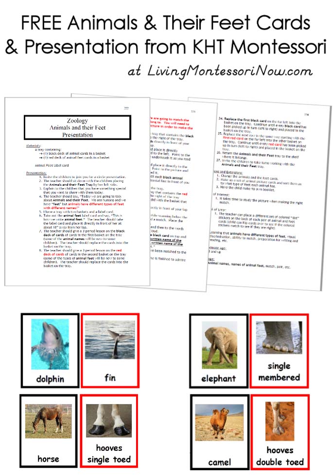 Free Animals and Their Feet Cards and Presentation from KHT Montessori -  Living Montessori Now