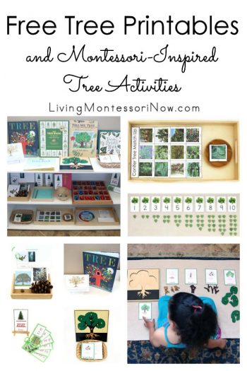 Free Tree Printables and Montessori-Inspired Tree Activities