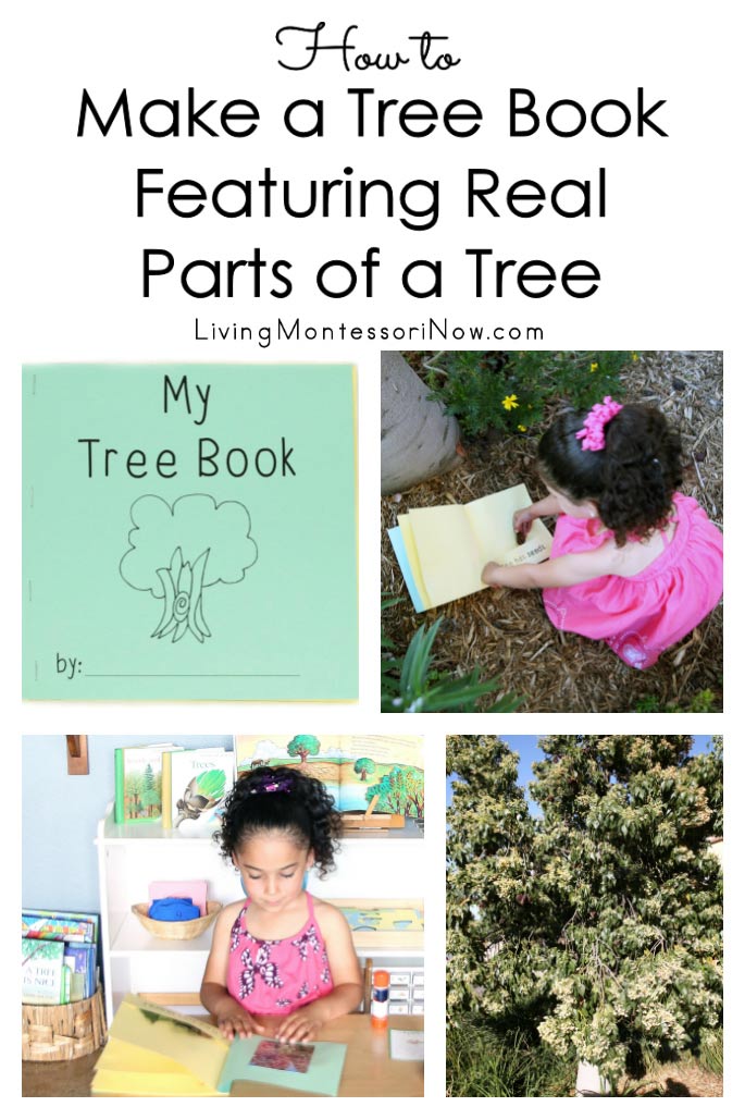 How to Make a Tree Book Featuring Real Parts of a Tree