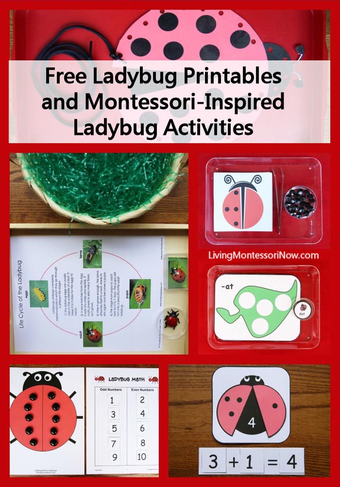 Free Ladybug Printables and Montessori-Inspired Ladybug Activities