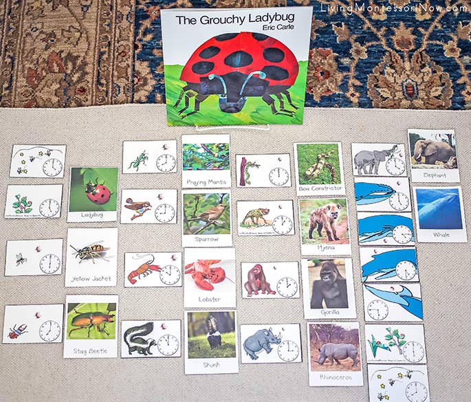 The Grouchy Ladybug Sequencing and Matching Layout