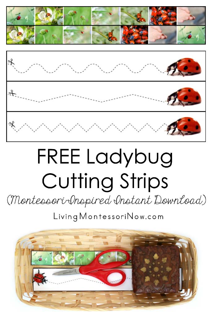 Montessori Inspired Ladybug Unit With Free Printables And Activities Living Montessori Now