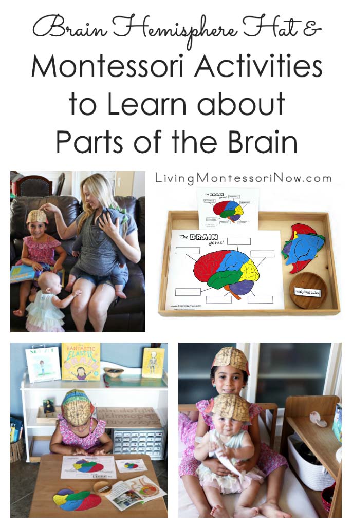 Brain Hemisphere Hat and Montessori Activities to Learn about Parts of the Brain