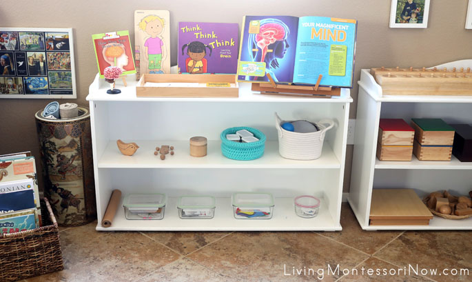Montessori Shelves with Brain-Themed Activities - Adapted for Babies