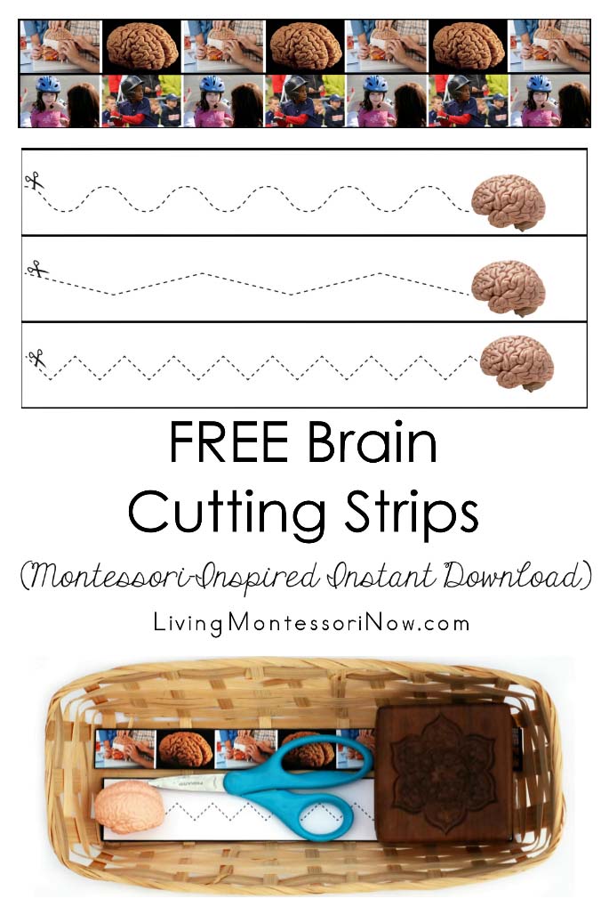 Free Brain Cutting Strips (Montessori-Inspired Instant Download)