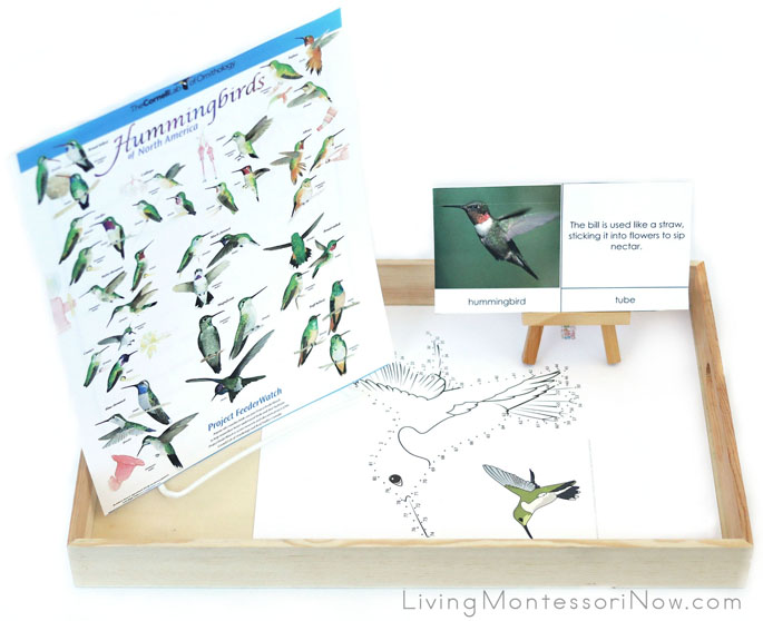 Hummingbird Tray for Backyard Birds Unit