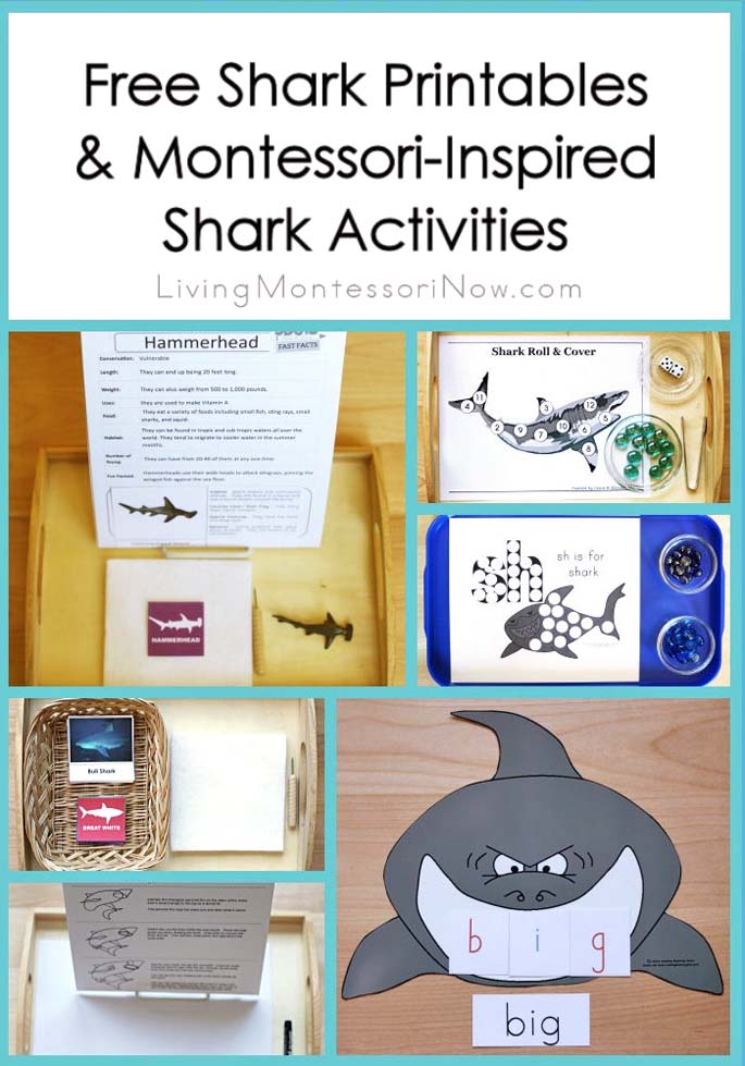 Shark Games for Preschoolers