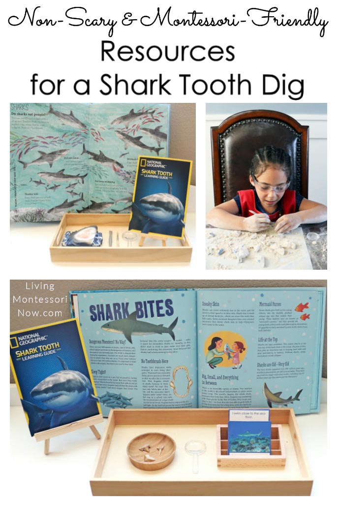 Non-Scary and Montessori-Friendly Resources for a Shark Tooth Dig