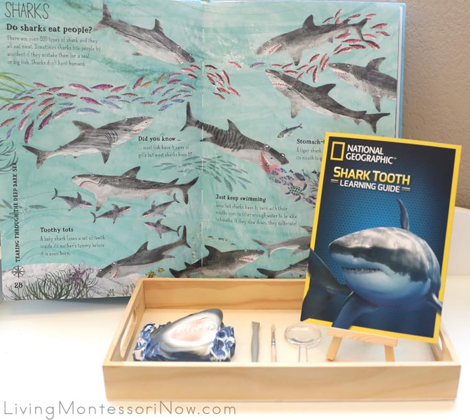 The Big Book of the Blue with National Geographic Shark Tooth Dig Kit Materials
