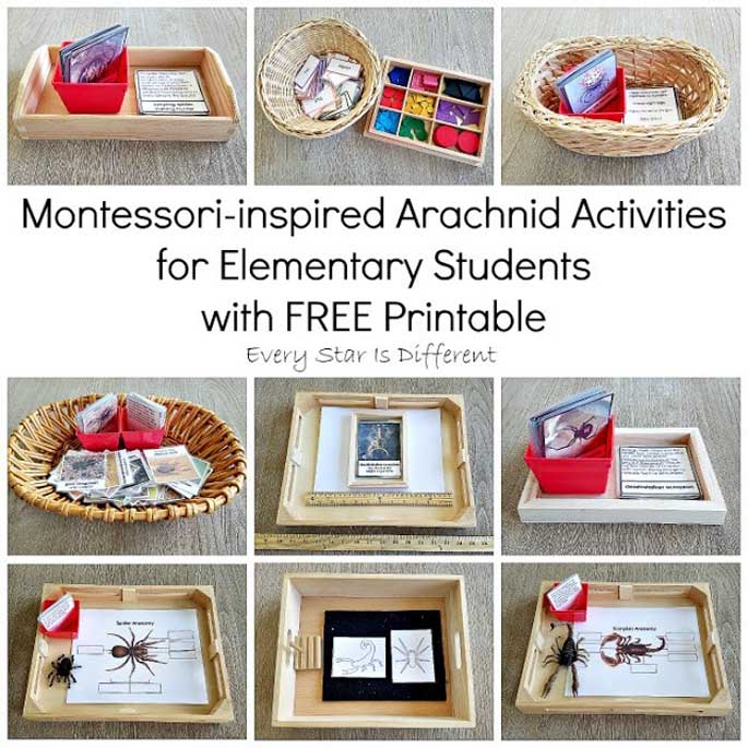 Montessori-Inspired Arachnid Activities for Elementary Students with Free Printable from Elementary Star Is Different