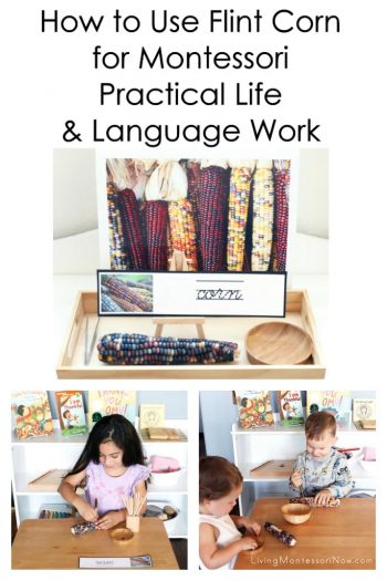 How to Use Flint Corn (Ornamental Corn) for Montessori Practical Life and Language Work