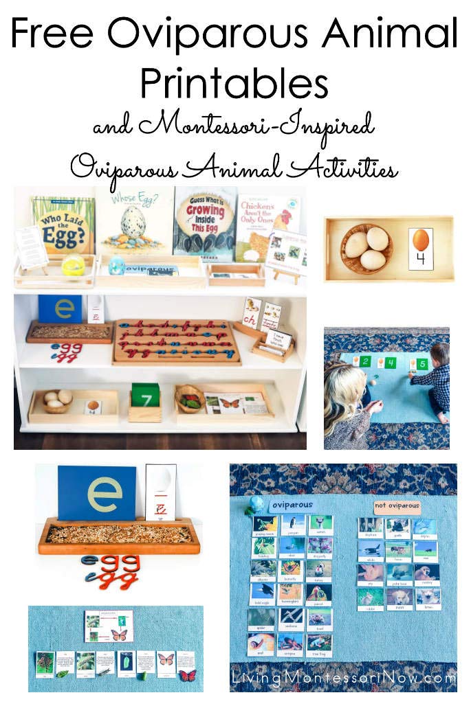 Free Oviparous Animal Printables and Montessori-Inspired Oviparous Animal Activities