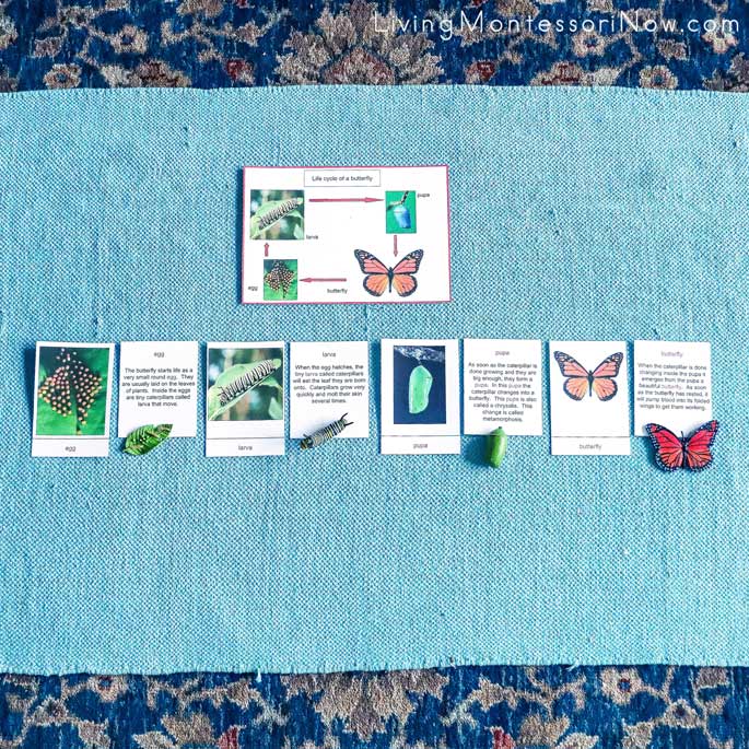 Life Cycle of a Butterfly Cards with Safari Ltd Life Cycle Figures